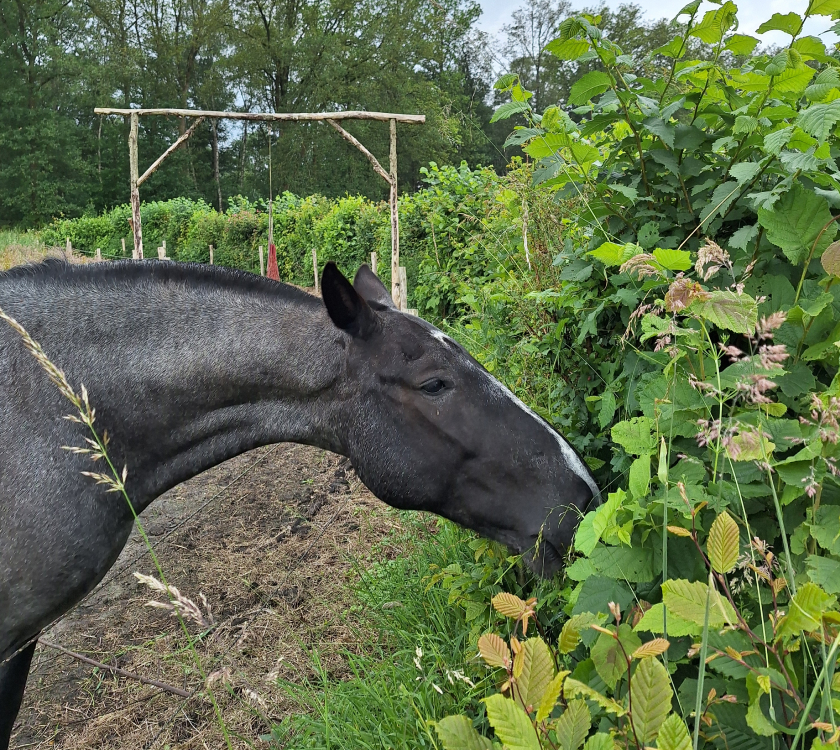 horse eating